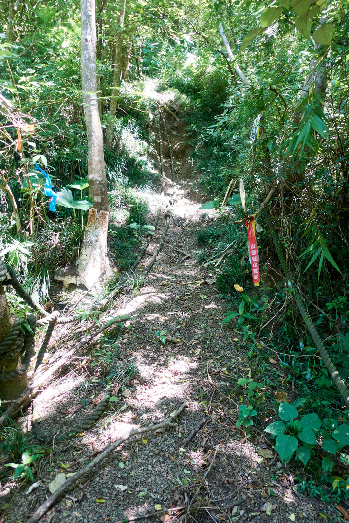 Steep trail - two large ropes in center - trees and plants on either side - several trail marker ribbons on both sides