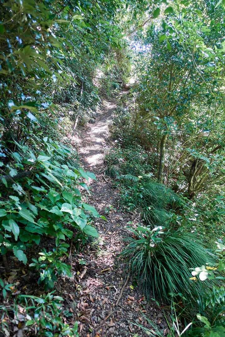 Single track dirt trail - plants on either side