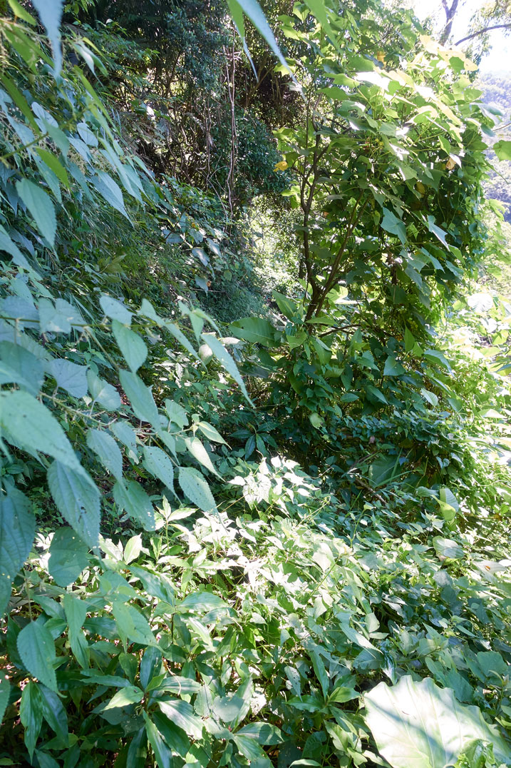 Overgrown trail - lots of plants and trees