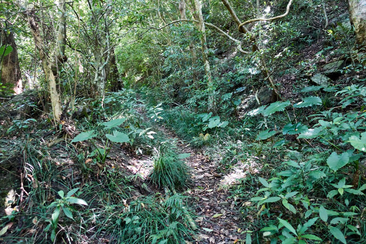 single-track trail - trees and plants on either side