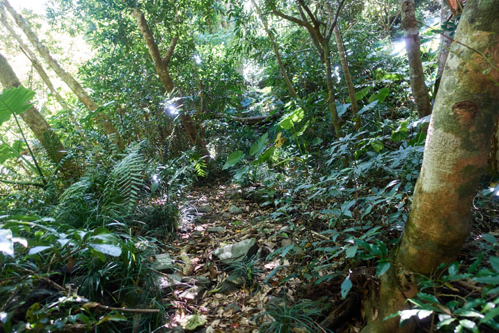Trail surrounded by plants and trees