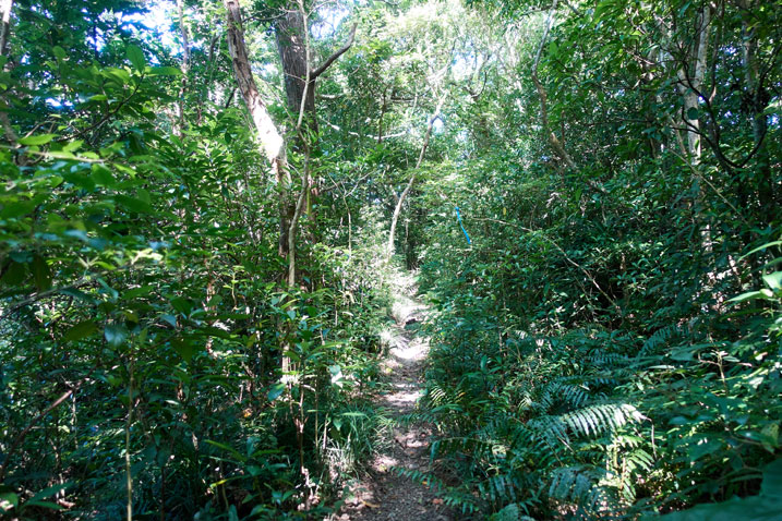Single track trail - trees and plants on either side