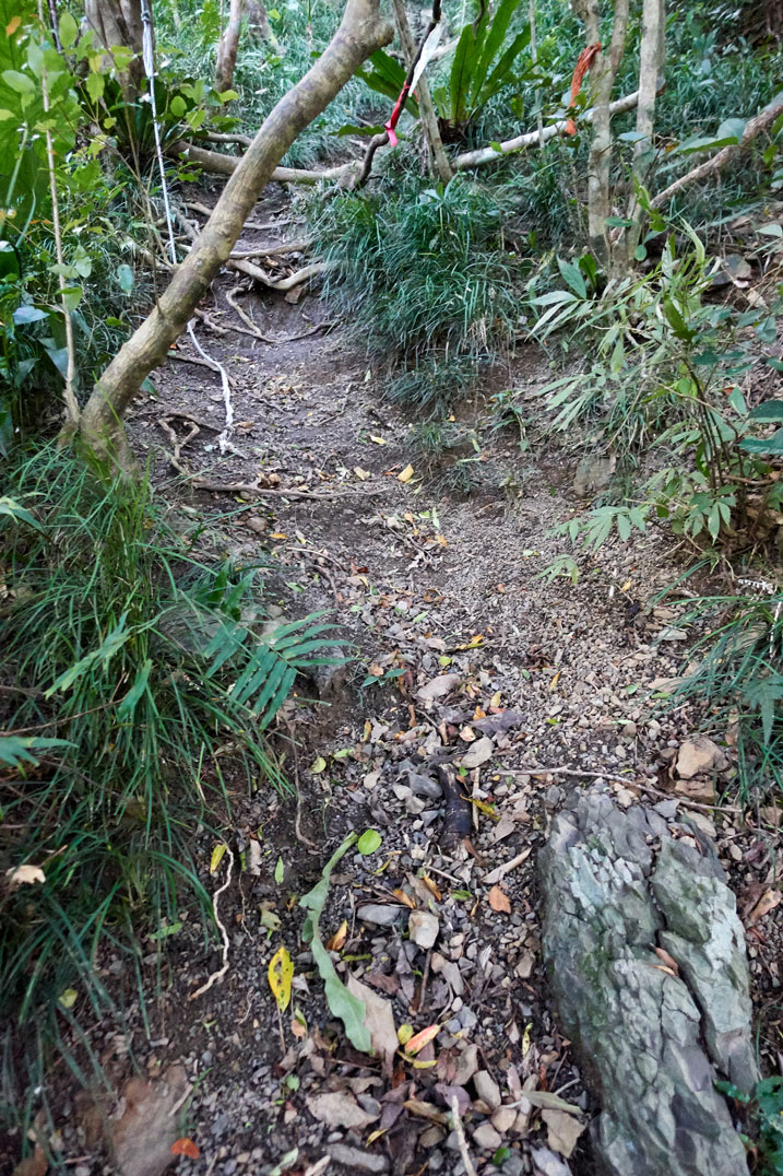 Steep uphill - dirt trail - trees at top - rope towards the top - red and orange ribbons at top 