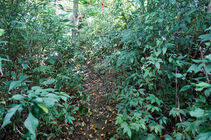single track trail - plants on either side