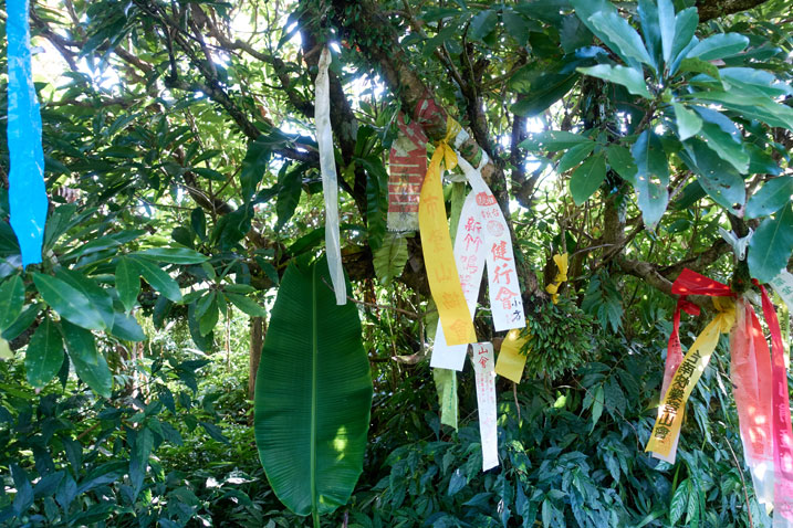 Many hiking ribbons attached to a tree