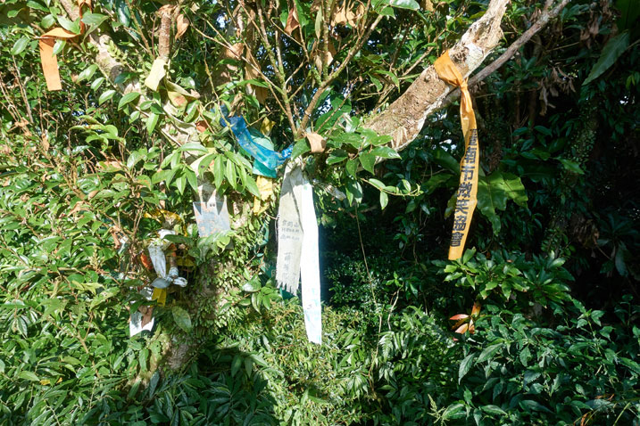 several hiking ribbons attached to a tree