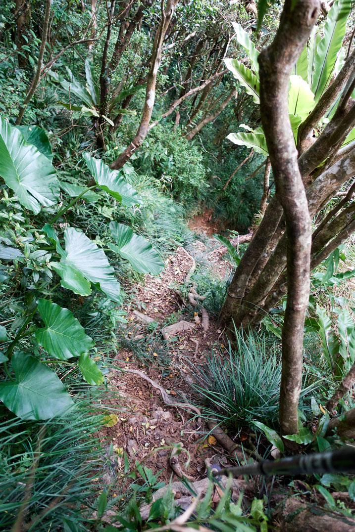 looking down at a steep trail - trees on right side - plants on left side