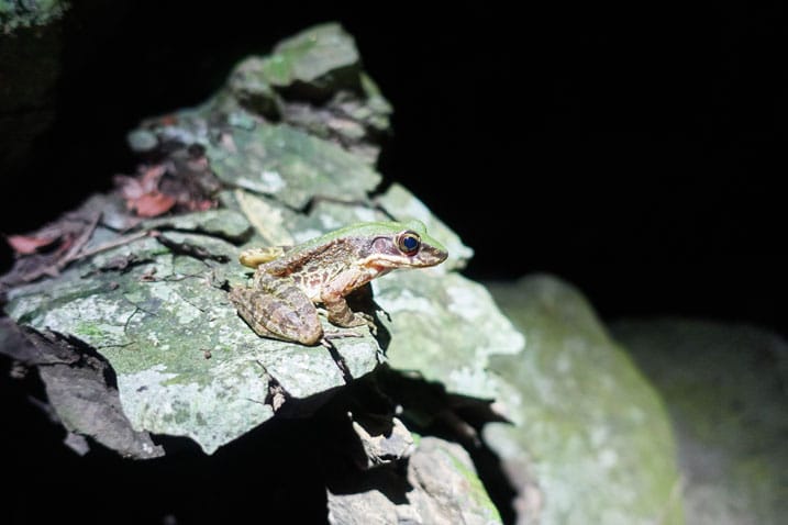 Frog sitting on rock - dark all around