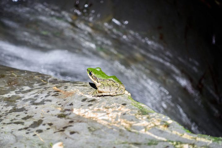 Frog sitting on river rock - water flowing behind
