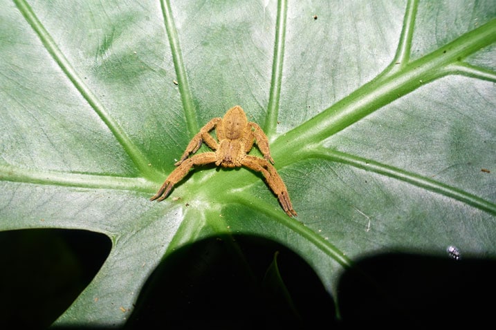 Orange-ish spider in attack position - on top of large green leaf