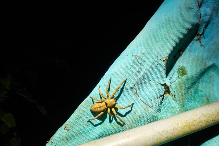 Large yellow spider on backside of faded blue tarp - black behind