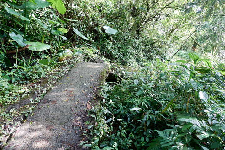 Old concrete narrow road broken and making a bridge in middle of forest