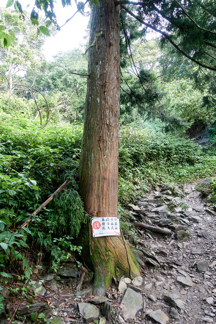 Mountain tree with sign in Chinese attached to it - trail to the right