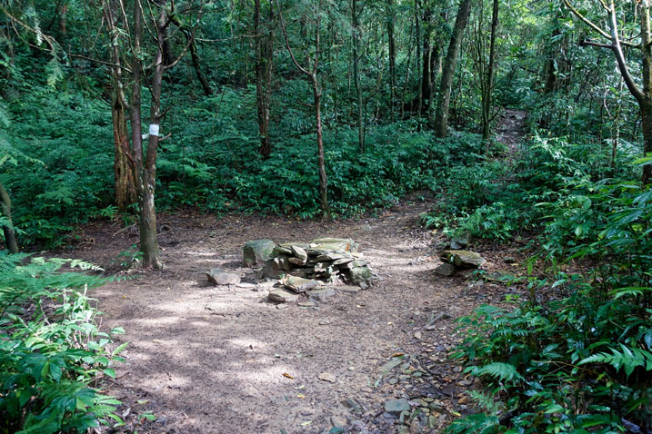 Open area in forest with rocks stacked in middle as chairs/table