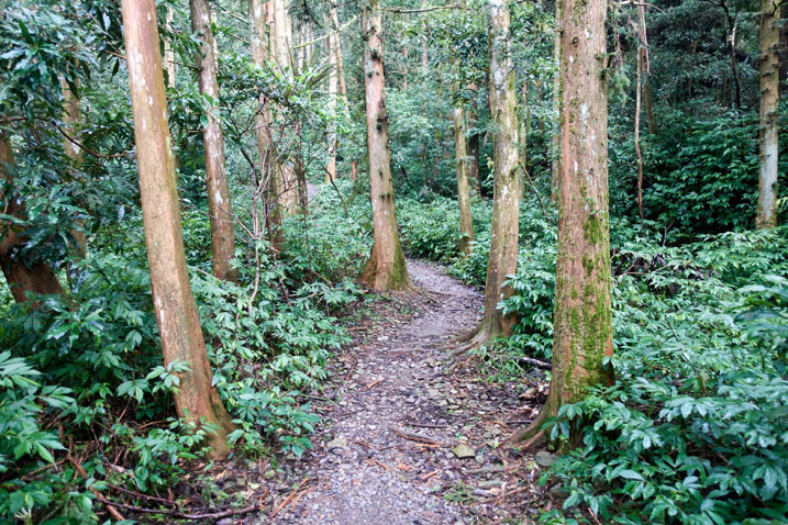 Wide trail in center with trees on either side