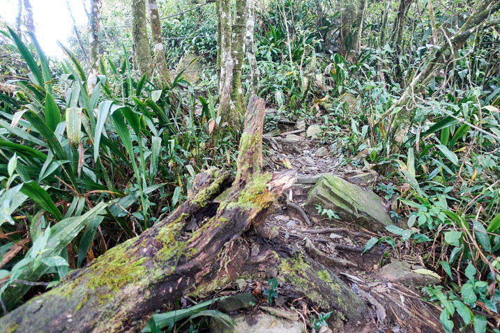 Rocky trail going up - down tree on left - ropes at top