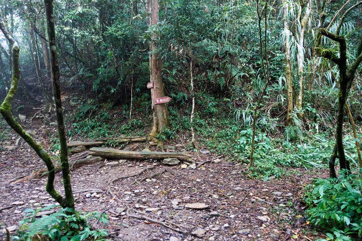 Open area in forest with a wood makeshift bench and tree with signs nailed to it