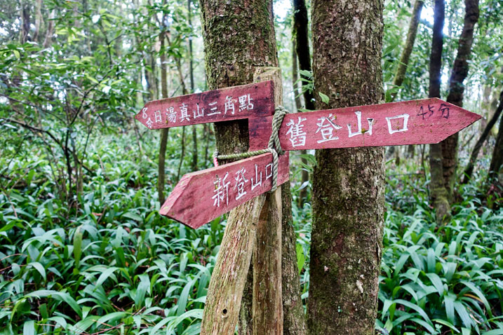 Three red signs nailed to two trees in forest