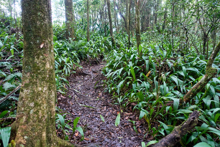 Mountain trail