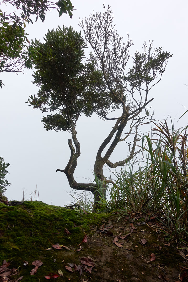 Bent up tree on edge of mountain with fog behind