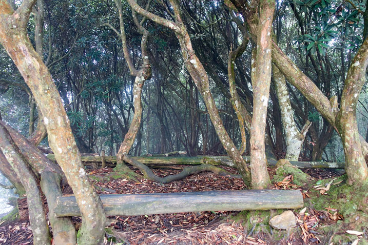 Trees and makeshift bench from a log