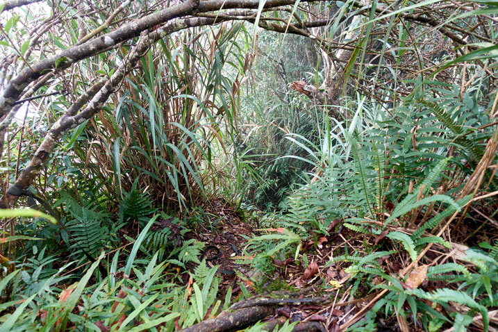 Jungle with slight trail in center
