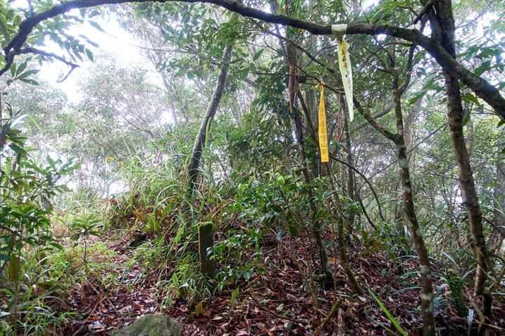 Taiwan jungle - a couple hiking ribbons attached to tree