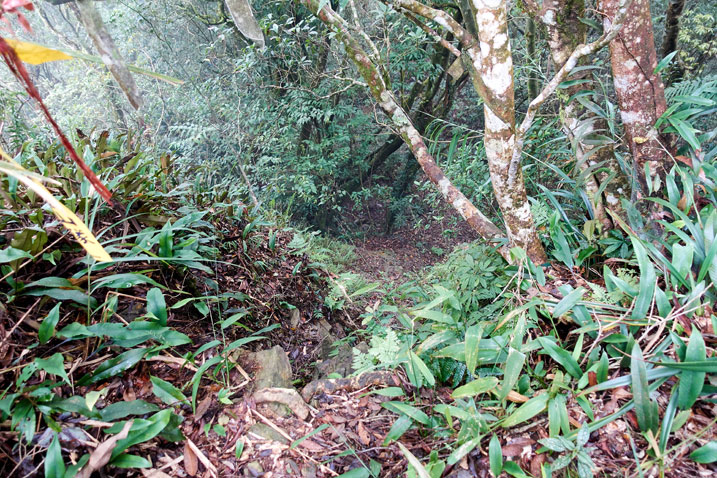 Looking down at steep drop in jungle