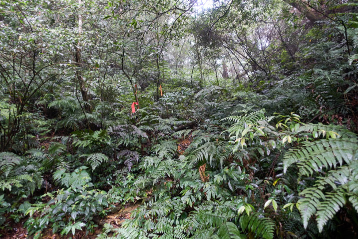 Taiwan jungle looking up a hidden dry stream bed
