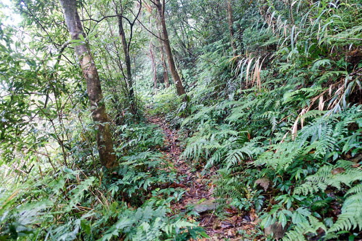 Narrow trail in jungle