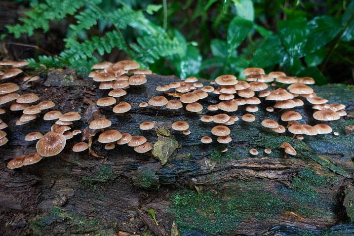 Many little mushrooms growing on a log