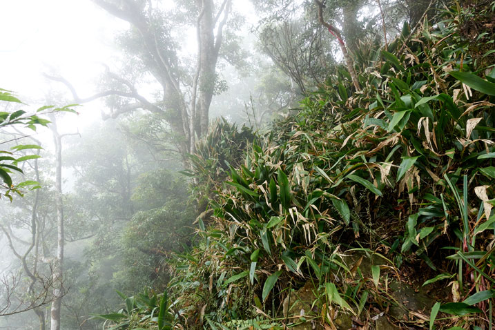 Taiwan jungle - side of mountain