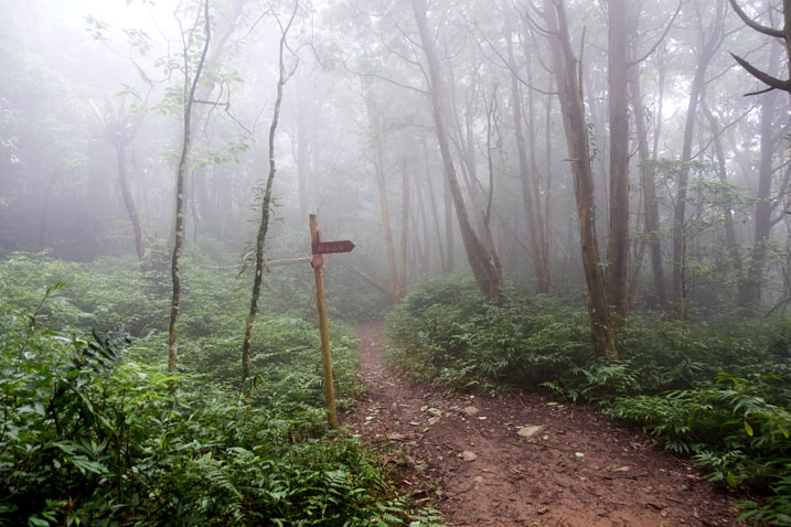 Foggy forest - sign pole in center next to trail