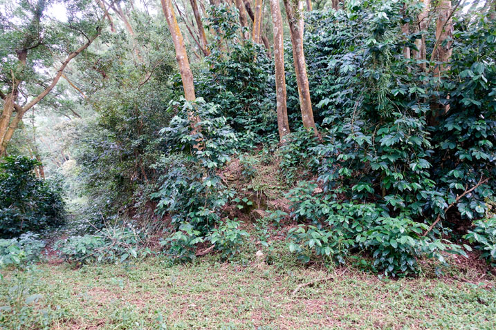 Trail head - many coffee trees going up the mountain