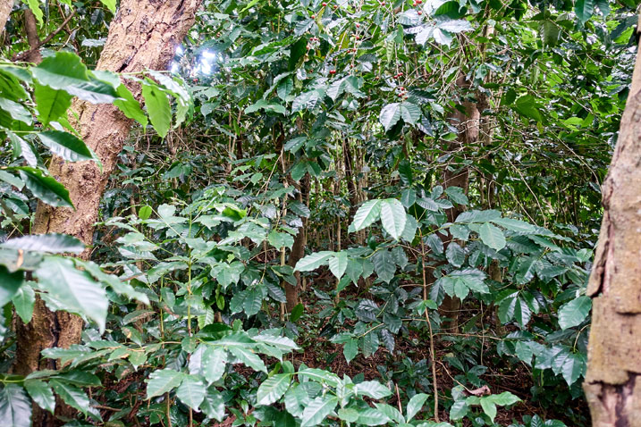 Wild coffee trees