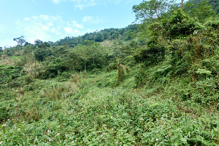 Mountainside - old overgrown road