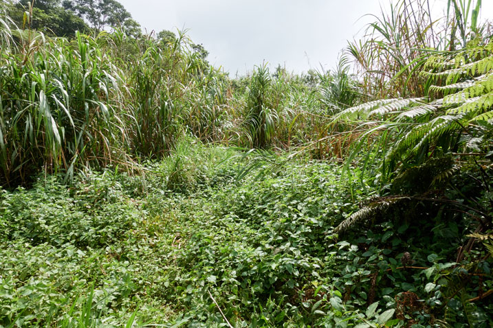 Overgrown ridgeline - jungle