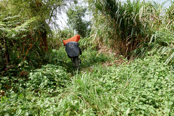 Motorcycle parked in middle of overgrown ridgeline