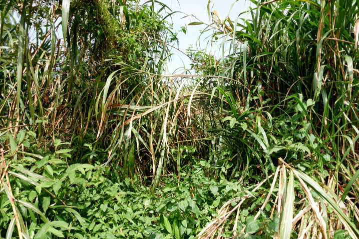 Large stalks of overgrowth