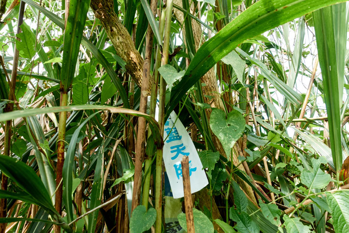 Trail ribbon tied to really tall stalks of grass