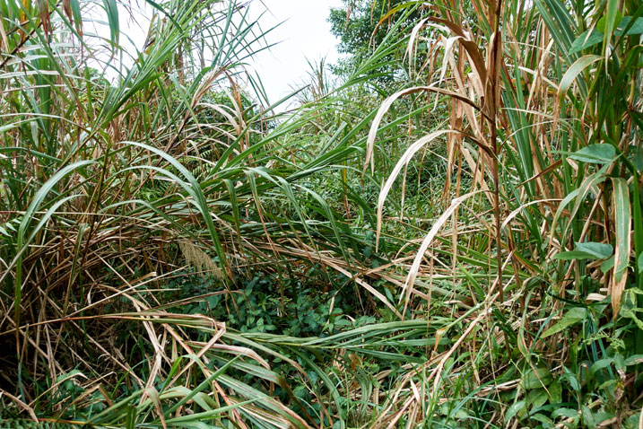 Large stalks of jungle overgrowth