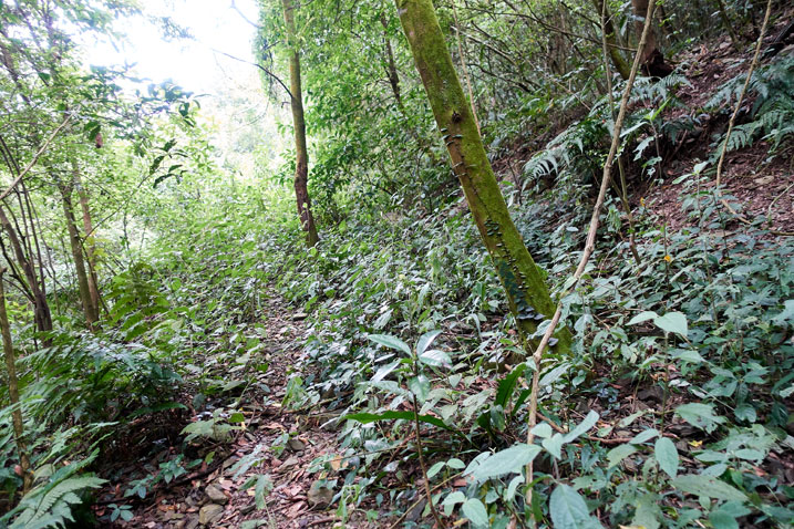 Mountain trail - trees and plants