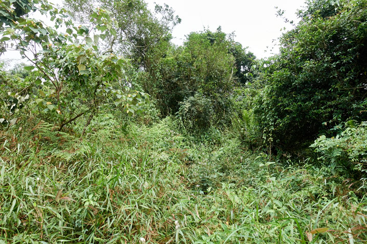 Overgrown jungle-like ridge