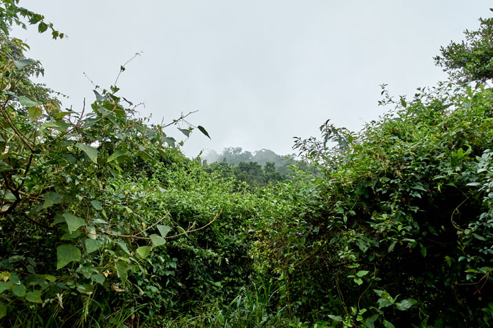Overgrown jungle ridge