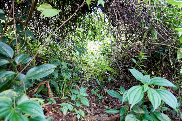 Passage through thick jungle overgrowth