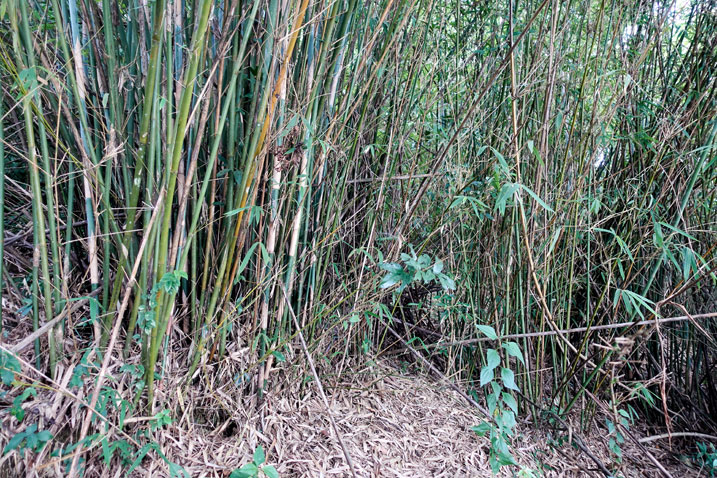 Thick patch of bamboo