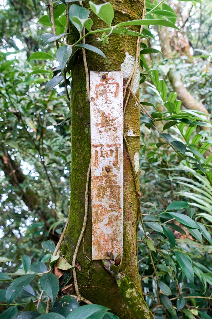Tree with long white sign attached