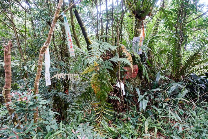 Many trees with ribbons and signs on them