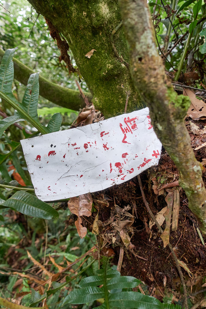 Tree with white sign attached