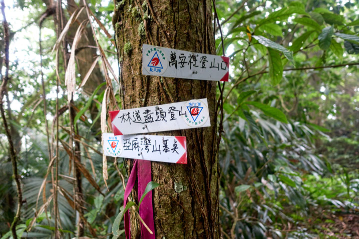 Tree with three signs attached pointing the directions
